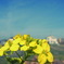 菜の花