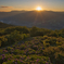 朝焼けの紫陽花