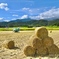 北海道のは牧草〜コレは藁ꉂ(ˊᗜˋ*)ﾜﾗ〜