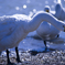 photo_106528
