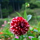 DSC_1725秩父　ダリヤ園