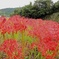 雨上がりの彼岸花