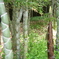 竹の里・富士竹類植物公園-④