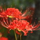 曼珠沙華