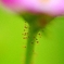 花の妖精