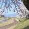 川辺の桜