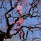 早春の空に咲く梅花（４）