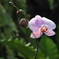 flower_28