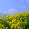 菜の花畑と富士