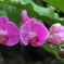flower_29