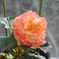 flower_30