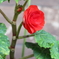 flower_42