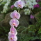 flower_45