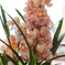 flower_47