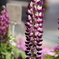 flower_48