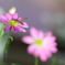 flower_49