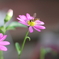 flower_50