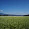 見渡す限り