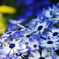 blue blue