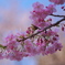 河津桜・・・池上本門寺にて