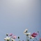 空とお日様とコスモスと