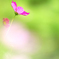 秋桜の気持