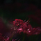 曼珠沙華