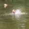 日比谷公園の鴨