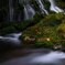 Moss and dead leaves