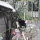 黒猫