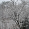雪景色