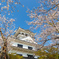 舘山城と桜