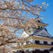 舘山城と桜　その２