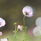 園の花