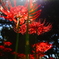 紅い華