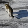 野良猫