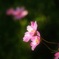 秋桜。