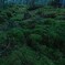 八ヶ岳　苔の森