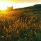 夕陽に輝く