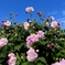 酔芙蓉と青空