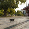 四天王寺のニャン