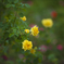 薔薇