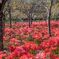 深山の花園