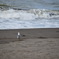 海に帰る鴎