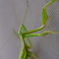 カマキリ