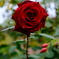 赤い薔薇