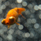 ファンタジック金魚