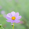 八枚の花弁