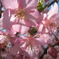 河津桜