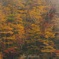紅葉を隠す秋の山霧